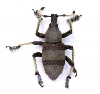 Eupholus Dhuyi - Curculionidae 27mm From Labu Mountain Lae,  Papua Guinea Png