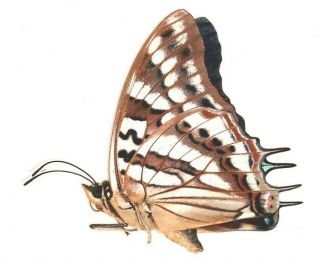 Nymphalidae Charaxes taverniensis RARE male from Cameroon 2