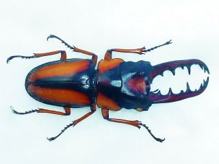 Prosopocoilus Savagei Male Huge Xxl Size 60mm,  Lucanidae Cameroon
