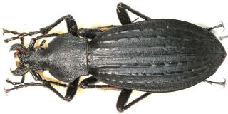 30.  Carabidae - Carabus (apotomopterus) Breuningianus Ssp.  Pingguicus.  Female
