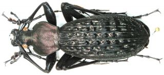 28.  Carabidae - Carabus (apotomopterus) Hector Ssp.  Yubeicus.  Male