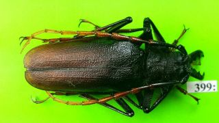 Cerambycidae Psalidognathus Antonkozlovi Male 55mm From Peru 399