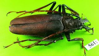 Cerambycidae Psalidognathus Antonkozlovi Male 54mm From Peru 561