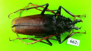 Cerambycidae Psalidognathus Antonkozlovi Male 53mm From Peru 662