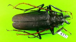 Cerambycidae Psalidognathus Antonkozlovi Male 52mm From Peru 437