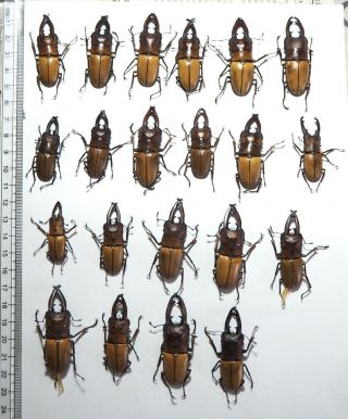 Lucanidae.  21 X Prosopocoilus Occiptalis.  Palu (31)