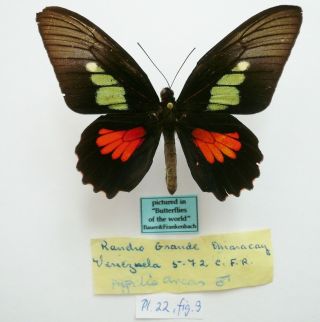 Parides Eurimedes Eurimedes Male From Venezuela (pictured In Butterflies Of The