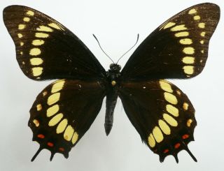 Papilio Scamander Ssp.  Male From Rio Vermelho,  Brazil