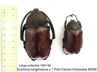 Euchirus Lingimanus X 1 Pair - Ceram - Indonesia 55m From 1997 - 98 Last Stock