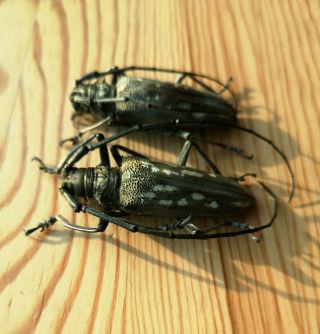 Rare Batocera Sp.  From China 48mm,  Pair A1 Cerambycidae