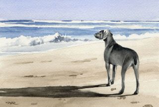 Weimaraner Painting Dog 8 X 10 Art Print Signed By Artist Djr