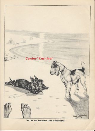 Funny Dog Print 1937 Scottish Terrier Scottie & Fox Terrier Dog On Beach Zito
