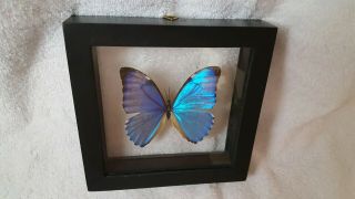 Real Framed Butterfly Morpho Zephyritis Metallic Blue Peru (ready For Wall Mount