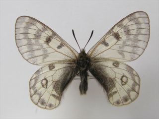 Parnassius Staudingeri Jacobsoni Female A - (papilionidae)