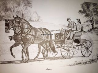 Vintage Morgan Horse And Buggy Horse Jeanne Mellin Vintage Horse Art Print 1962