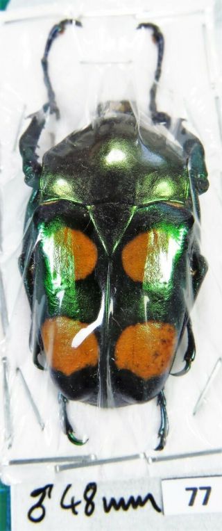 Unmounted Beetle Cetoniidae Jumnos Ruckeri Tonkinensis Male 48 Mm Laos
