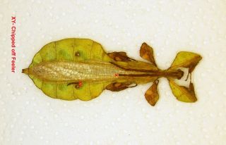 Phylliidae - Leaf Insect/phyllium Bioculatum (m) - Cameron Highlands,  Malaysia Pb02