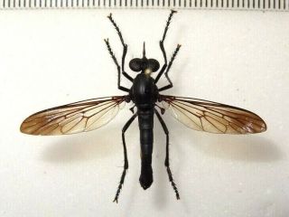 Diptera Giant Fly Asilidae Sp.  1,  Panama.  40 Mm