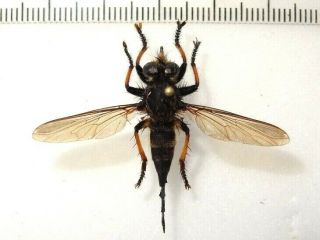 Diptera Large Fly Asilidae Sp.  2,  Panama.  40 Mm