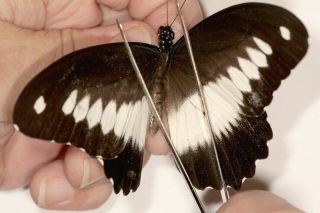 Papilionidae Papilio Andronicus Very Rare From Cameroon