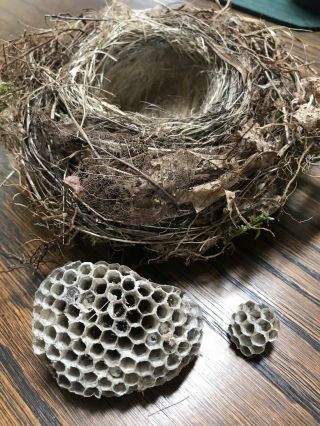 Real Natural Bird Nest Junco & Yellow Jacket Wasp Nest Classroom Science Nature