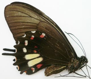 Papilio Torquatus Torquatus Female Form Flava From Dept.  Loreto,  Peru