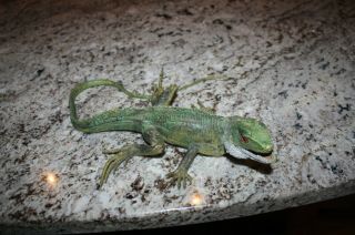 Giant Iguana Realistic 23 " In Long Rubber Toy Fake Reptile
