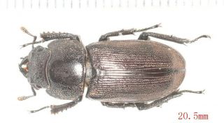 Lucanidae Dorcus Digonophorus Chucheni F 20.  5mm W.  Yunnan