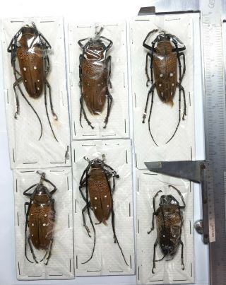 Xlarge Cerambycidae : Batocera Laena Ssp 3 Pairs,  Aru,  Indonesia.
