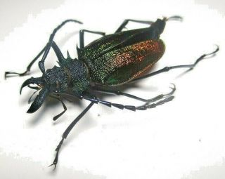 Cerambycidae Prioninae Psalidognathus Superbus 39mm Female 42 From PerÚ