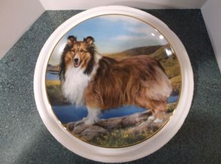 Summer Outing - Sheltie Dog Plate By The Danbury Shetland Sheepdog