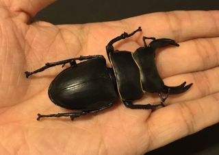 Rare F - Toys Dorcus Stag Beetle Realstic Insect Bug Figure