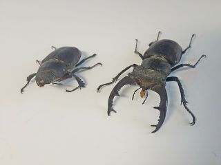 Collectible Set of 2 Lucanus cervus dried insect 2