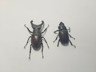 Collectible Set of 2 Lucanus cervus dried insect 3