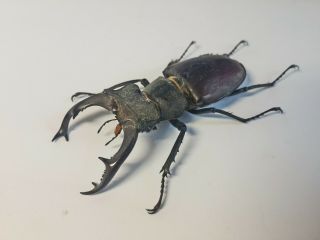 Collectible Set of 2 Lucanus cervus dried insect 5