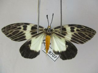 M8707.  Unmounted Butterflies: Zygaenidae Sp.  South Vietnam.  Dong Tien