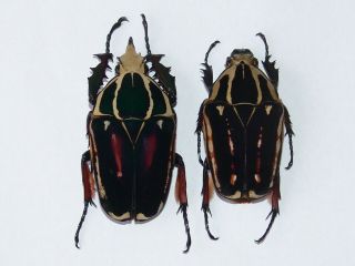 Mecynorrhina Ugandensis Male 54 Mm,  Female 46 Mm