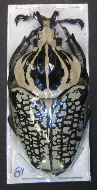 Coleoptera Cetonidae Goliathus Orientalis Ab.  Orientalis 81mm.  Male