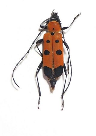 Cerambycidae.  Rosalia Oberthueri.  Mt Bawang.  West Kalimantan (10)