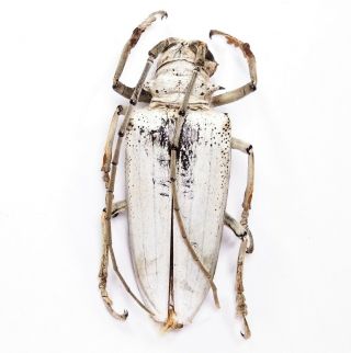 Rosenbergia Vetusta - Cerambycidae 59mm From Sorong,  West Papua,  Indonesia