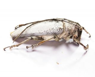 Rosenbergia vetusta - Cerambycidae 59mm from Sorong,  West Papua,  Indonesia 2