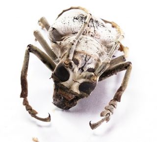 Rosenbergia vetusta - Cerambycidae 59mm from Sorong,  West Papua,  Indonesia 3