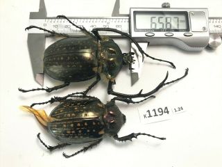 K1194 Unmounted Beetle Cheirotonus Vietnam Central