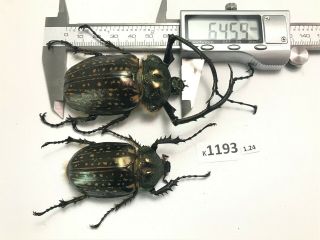 K1193 Unmounted Beetle Cheirotonus Vietnam Central