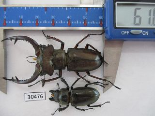 30476.  Unmounted Insects.  Lucanus Kraatzi Giangae.  North Vietnam.  61mm.  Big Size