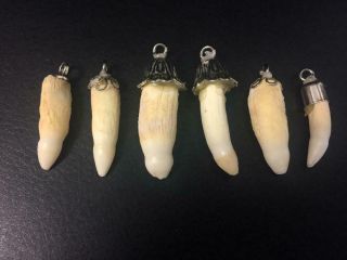 6 Louisiana Alligator Gator Teeth With Caps.  Authentic.  Ready For Jewelry.