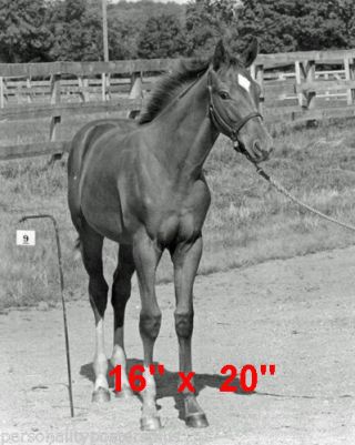 Secretariat Triple Crown Winner Horse Racing Baby Photo Rare Poster 16 " X 20 "