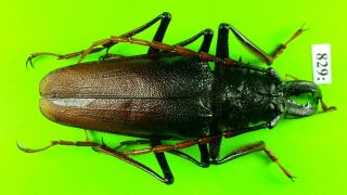 Cerambycidae Psalidognathus Antonkozlovi Male 66mm From Peru 829