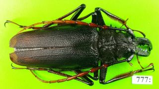 Cerambycidae Psalidognathus Antonkozlovi Male 64mm From Peru 777