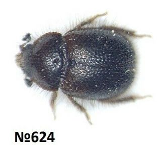 Coleoptera Scarabaeidae Gen.  Sp.  Indonesia Sumatra 3mm